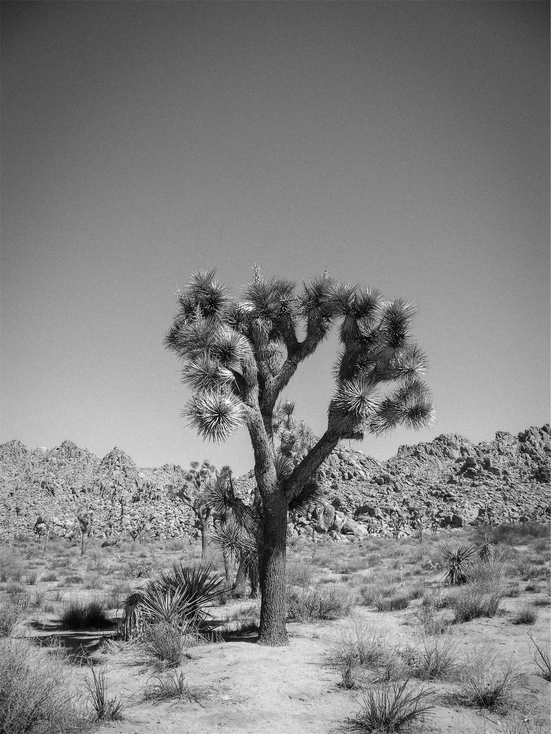 greyscale desert photo