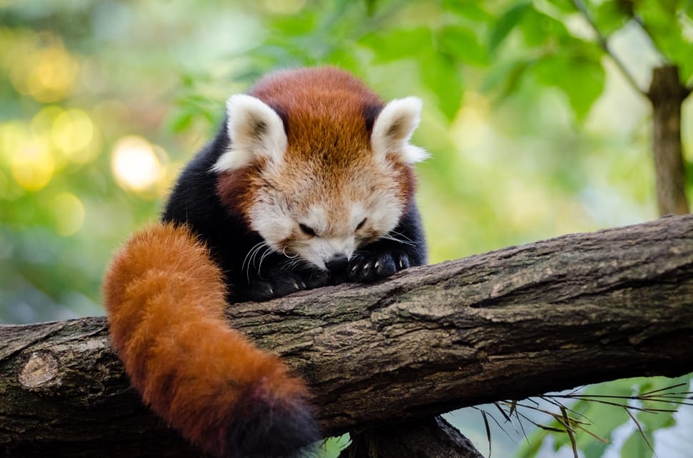 Red Panda Cleaning her cute little feets preview