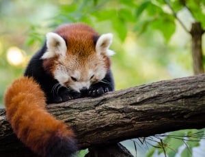 Red Panda Cleaning her cute little feets thumbnail