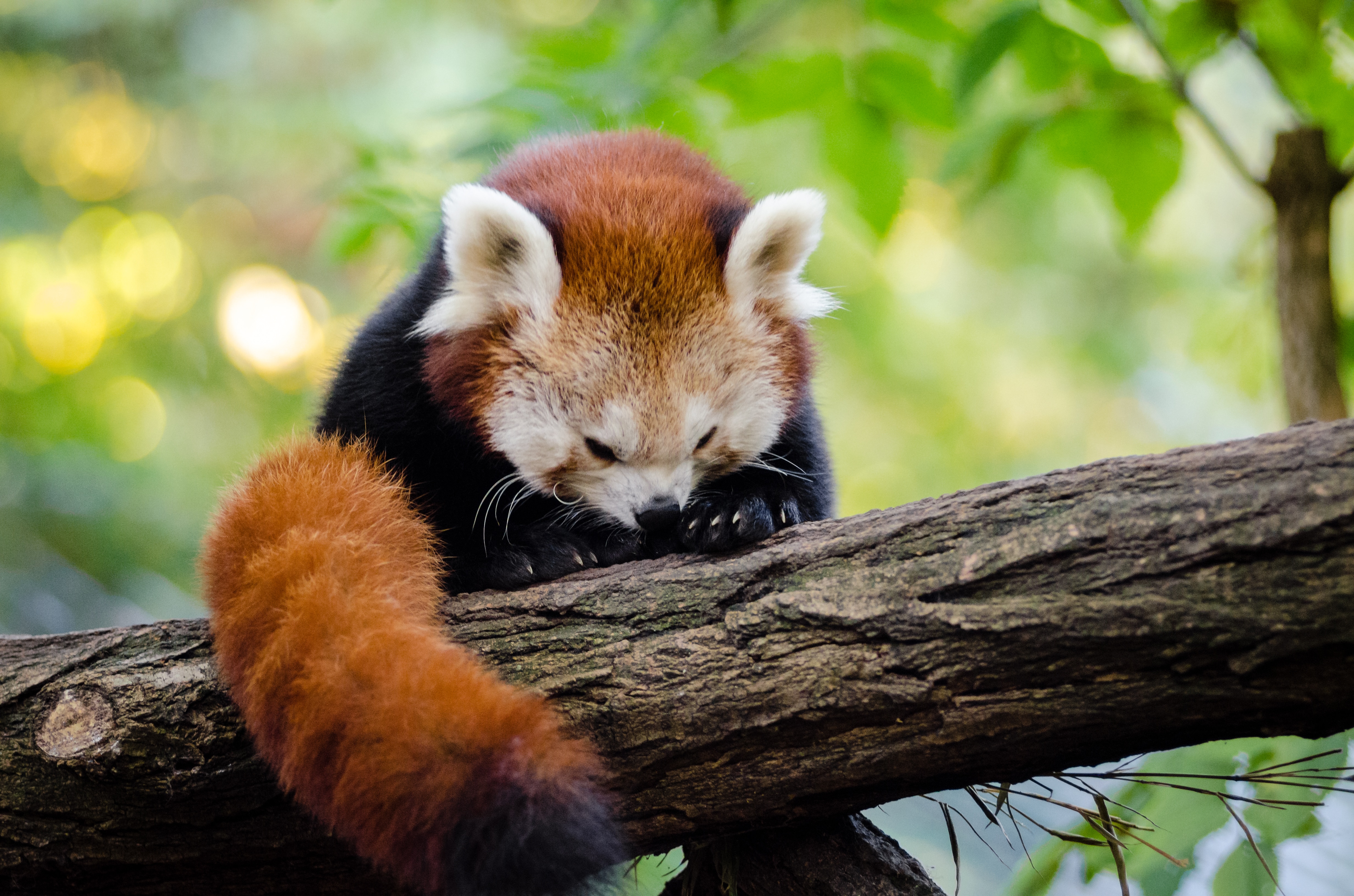 Red Panda Cleaning her cute little feets