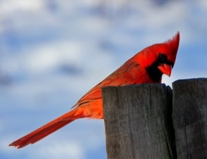 cardinal bird thumbnail