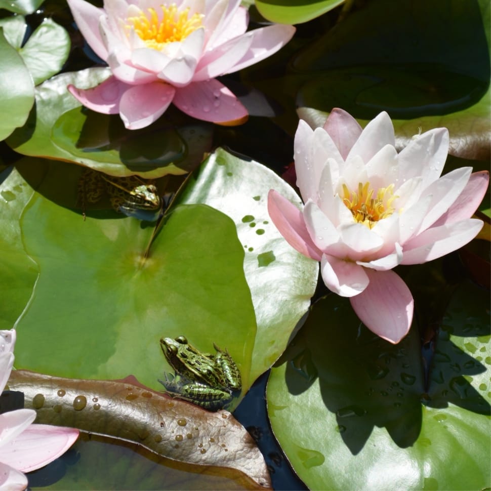 Water Lillies, Nature, Water Lilly, Pond, flower, leaf preview