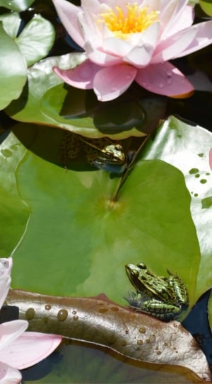 Water Lillies, Nature, Water Lilly, Pond, flower, leaf thumbnail