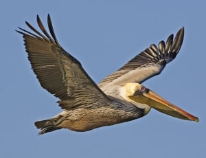 white and black pelican flying on blue sky thumbnail