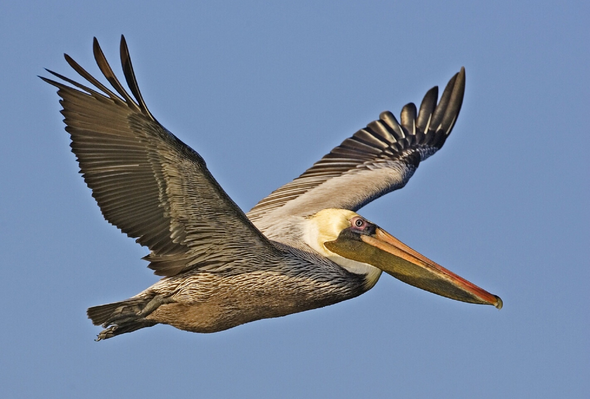 white and black pelican flying on blue sky