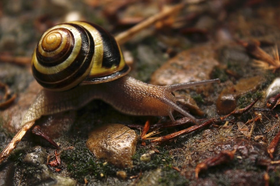 brown and yellow snail preview