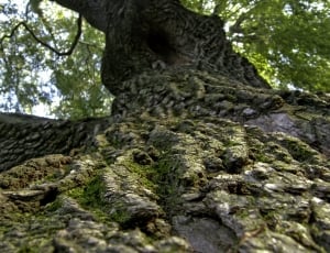 Woods, Roots, Trees, Large, Wooden, tree, moss thumbnail