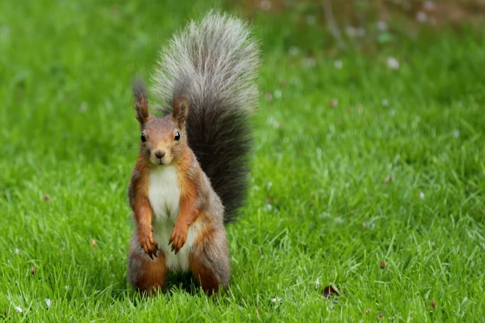 brown squirrel on green grass field during daytime preview