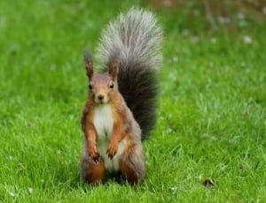 brown squirrel on green grass field during daytime thumbnail
