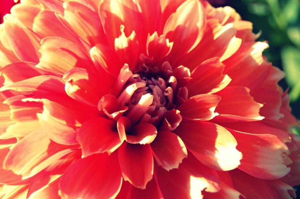 orange and red cluster petaled flower preview
