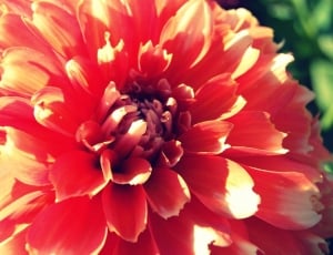 orange and red cluster petaled flower thumbnail
