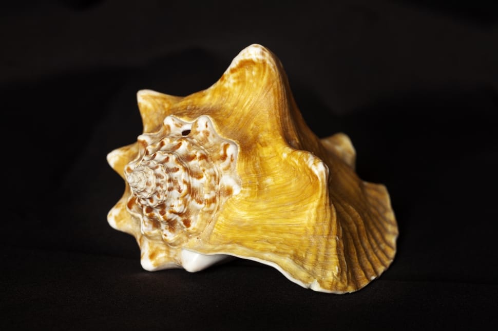 brown seashell preview