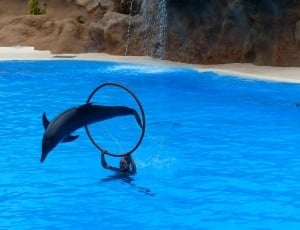 Dolphin Show, Jump, Dolphin, Artistry, water, swimming pool thumbnail