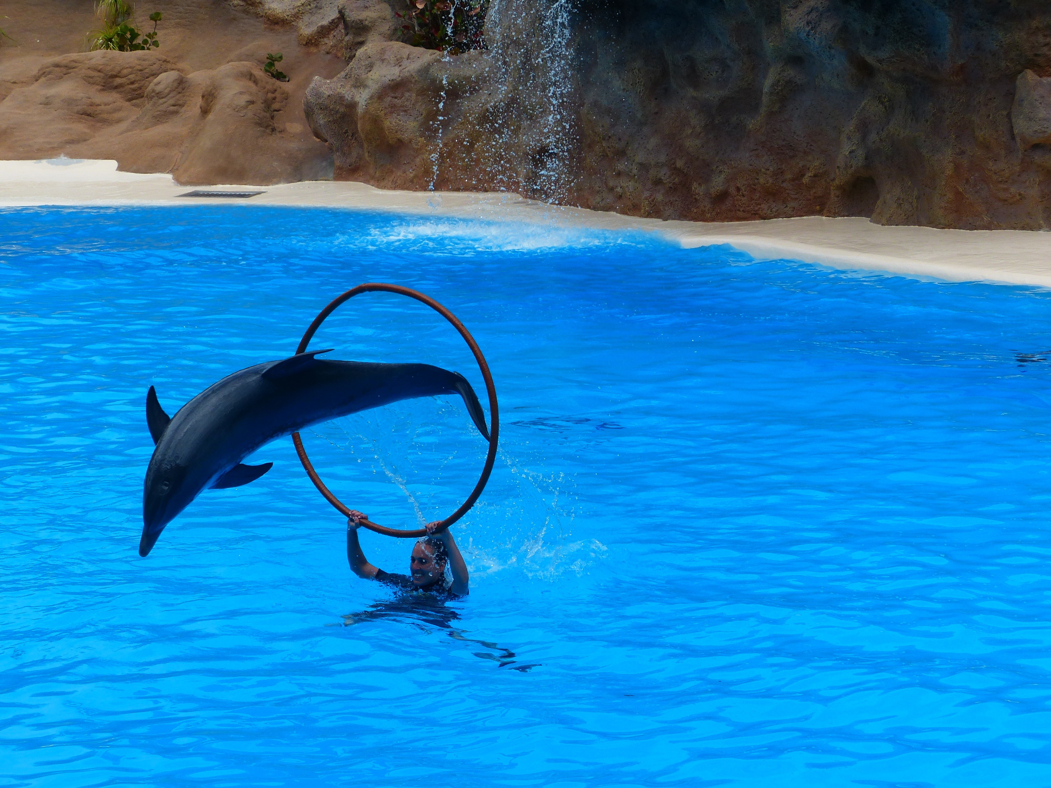 Dolphin Show, Jump, Dolphin, Artistry, water, swimming pool