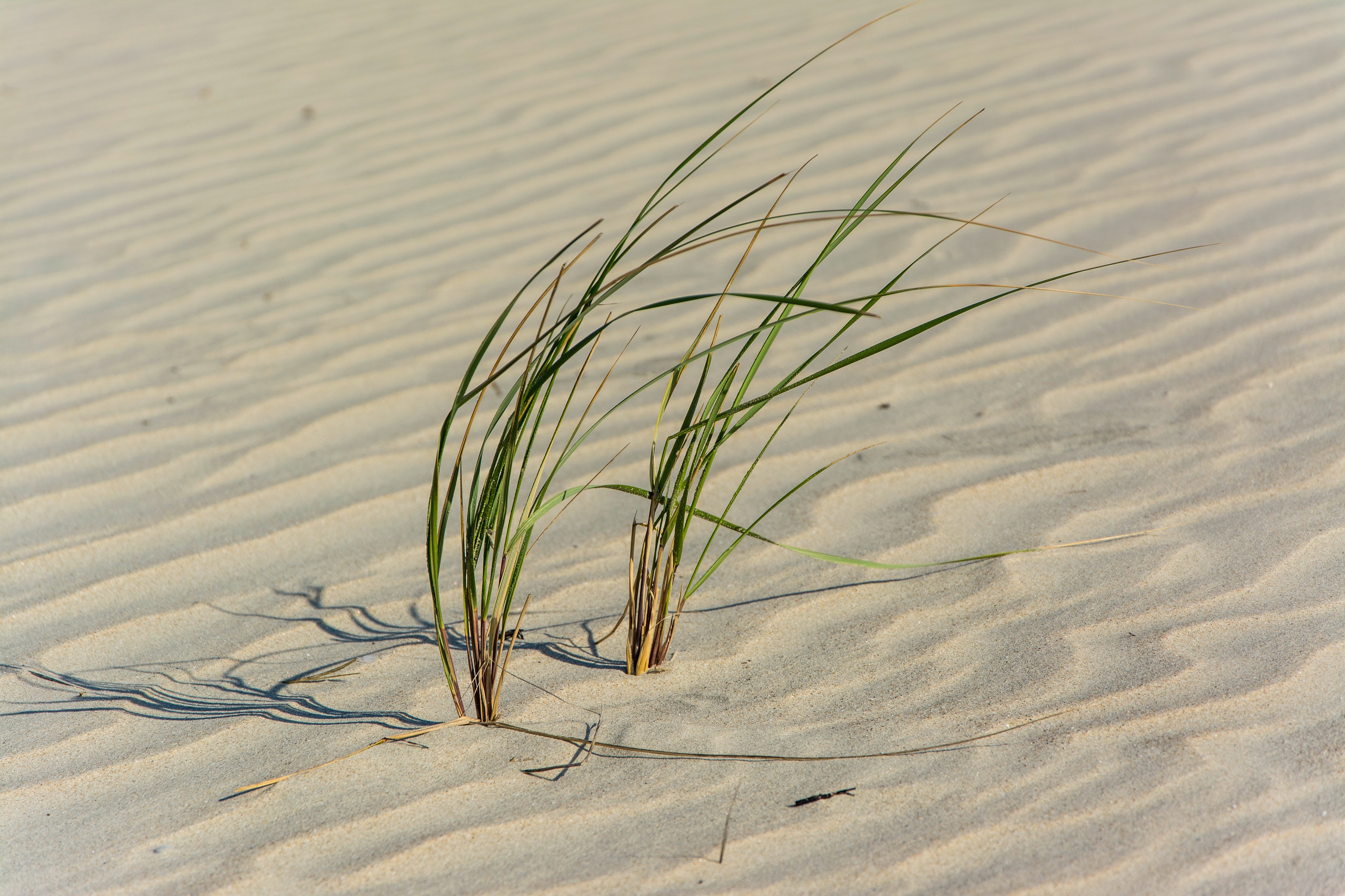 Песчаный тростник