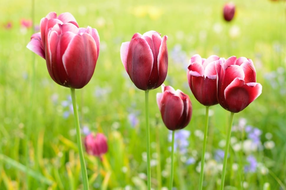 Bloom, Tulip, Blossom, Spring, Flower, nature, flower preview