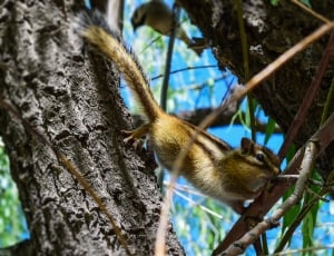 squirel on tree during day time thumbnail
