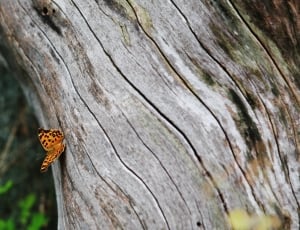 Tree Trunk, Wood, Tree, Forest, one animal, animal themes thumbnail
