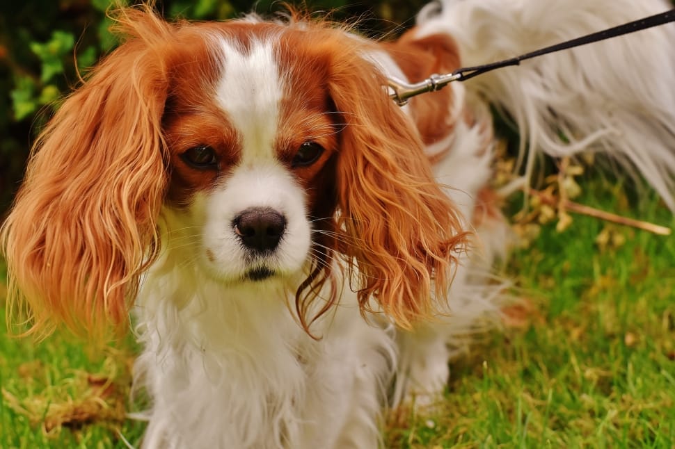 cavalier king charles spaniel preview