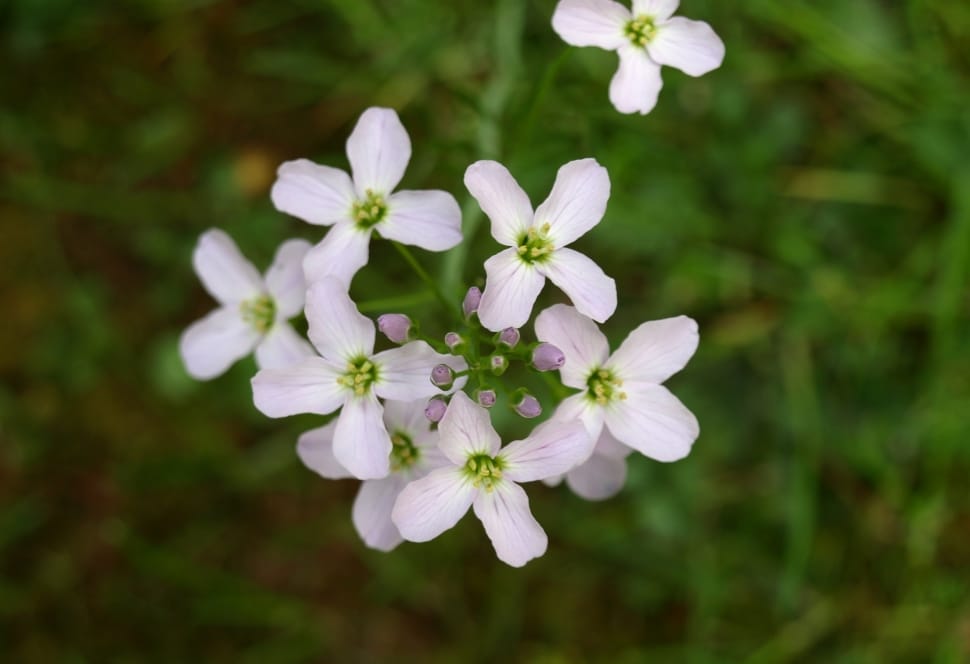 shallow focus photography of white flowers preview