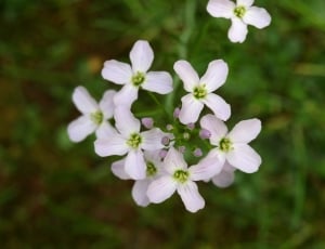 shallow focus photography of white flowers thumbnail