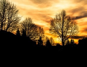 Sunrise, Hope, Brightness, Landscape, silhouette, tree thumbnail