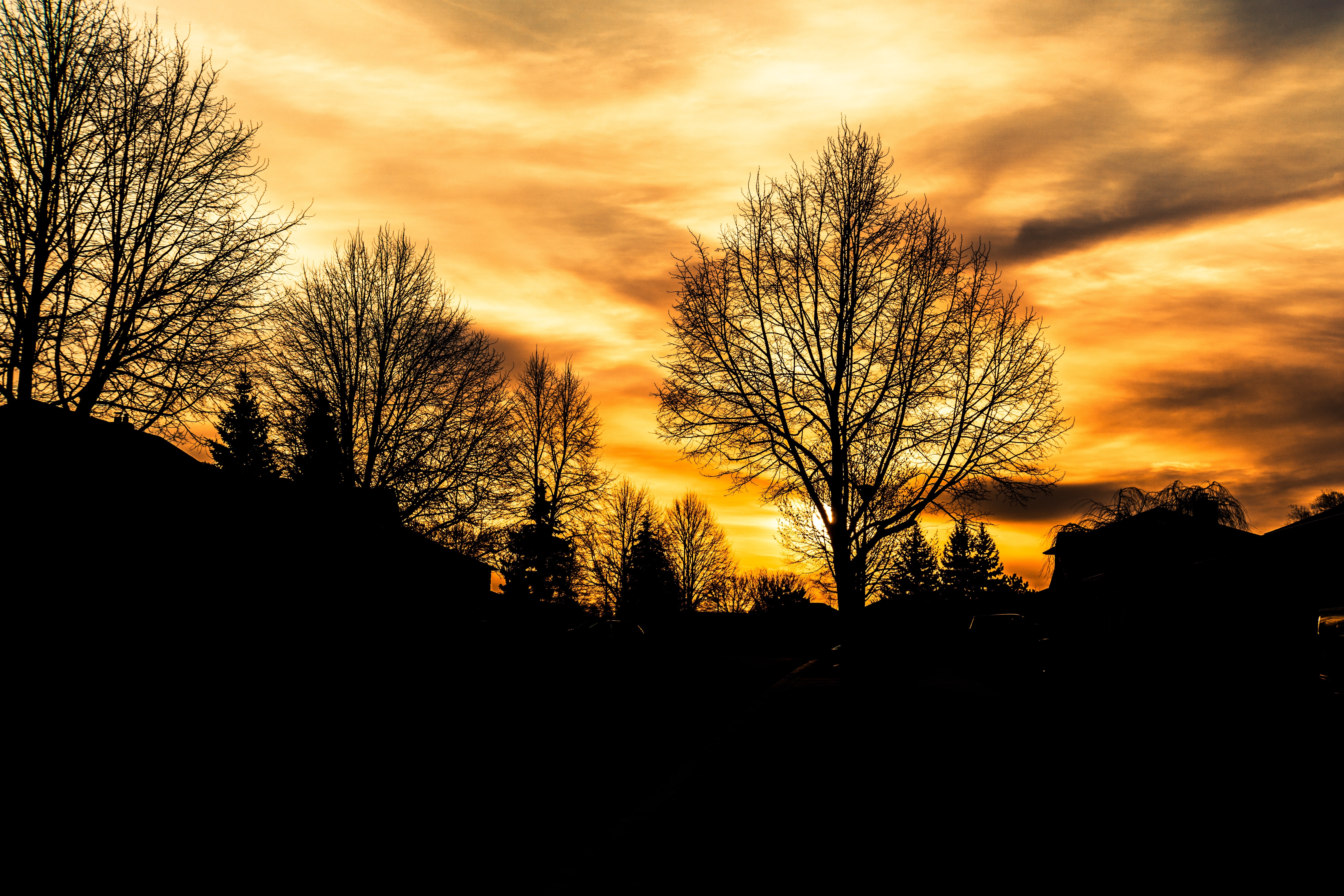 Sunrise, Hope, Brightness, Landscape, silhouette, tree