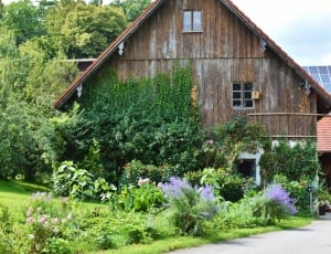brown wooden house and green leafed plants thumbnail