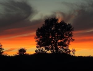 silhouette of tree during golden hour thumbnail