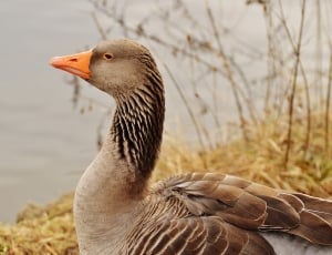 brown and white goose near body of water thumbnail
