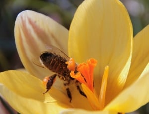 Bee, Foraging, Fly, Nectar, flower, petal thumbnail
