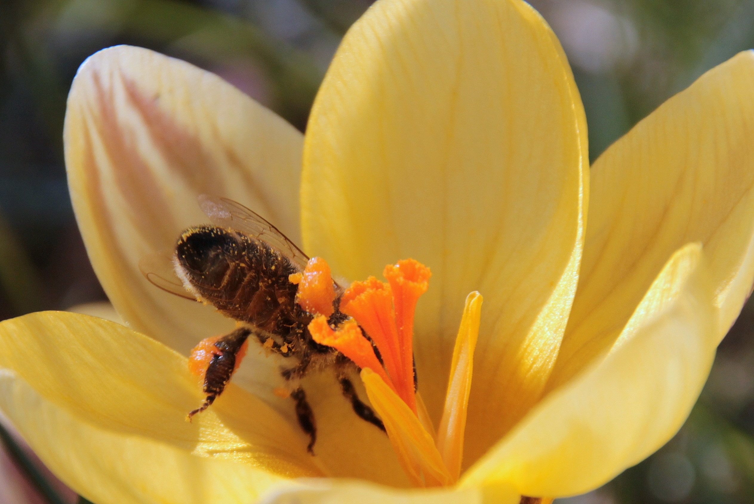 Bee, Foraging, Fly, Nectar, flower, petal
