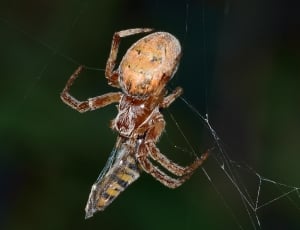 Web, Insects, Prey, Spider, spider, one animal thumbnail