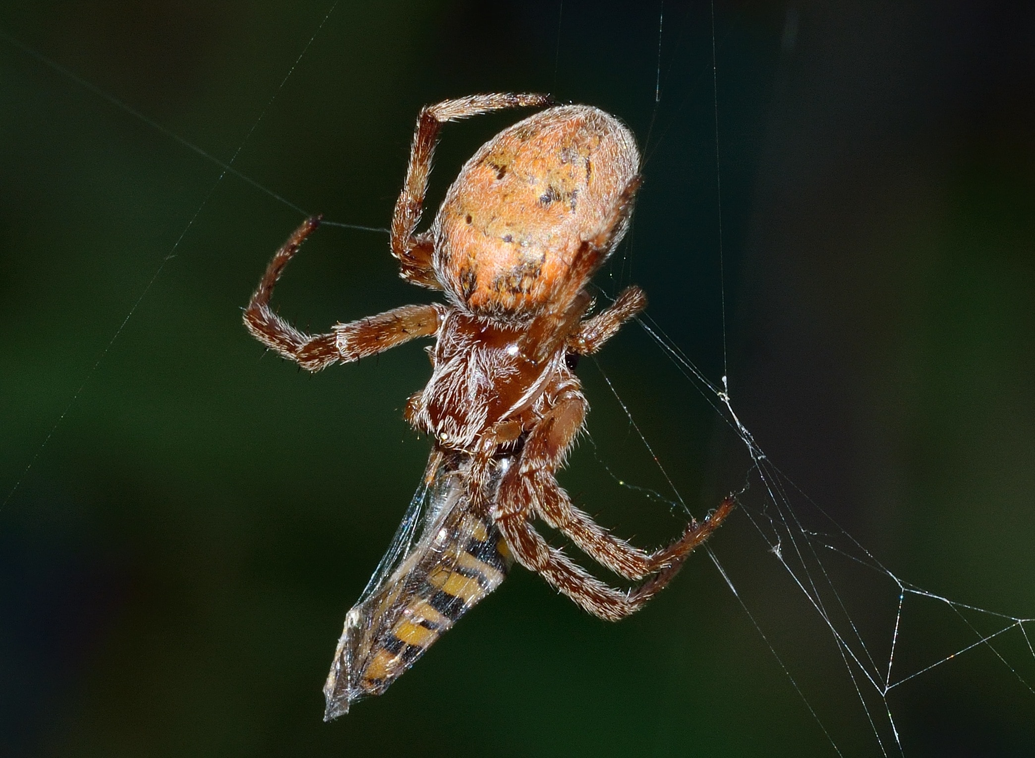 Web, Insects, Prey, Spider, spider, one animal