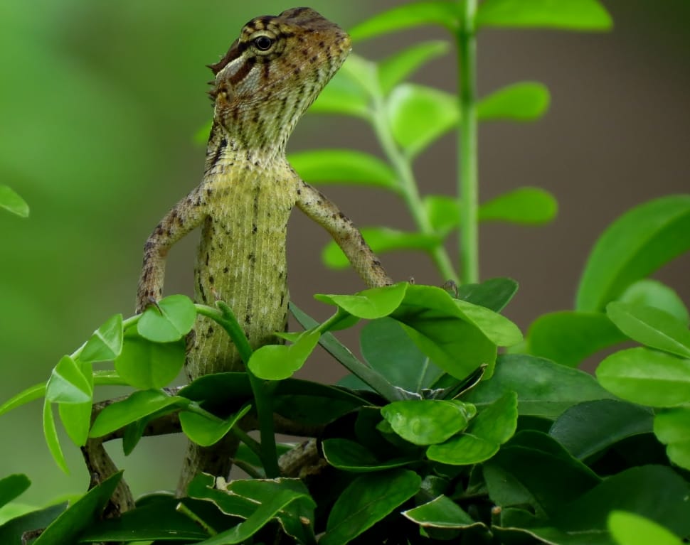 brown lizard on green leaf plant preview
