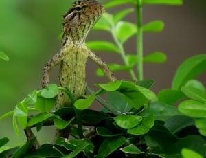 brown lizard on green leaf plant thumbnail