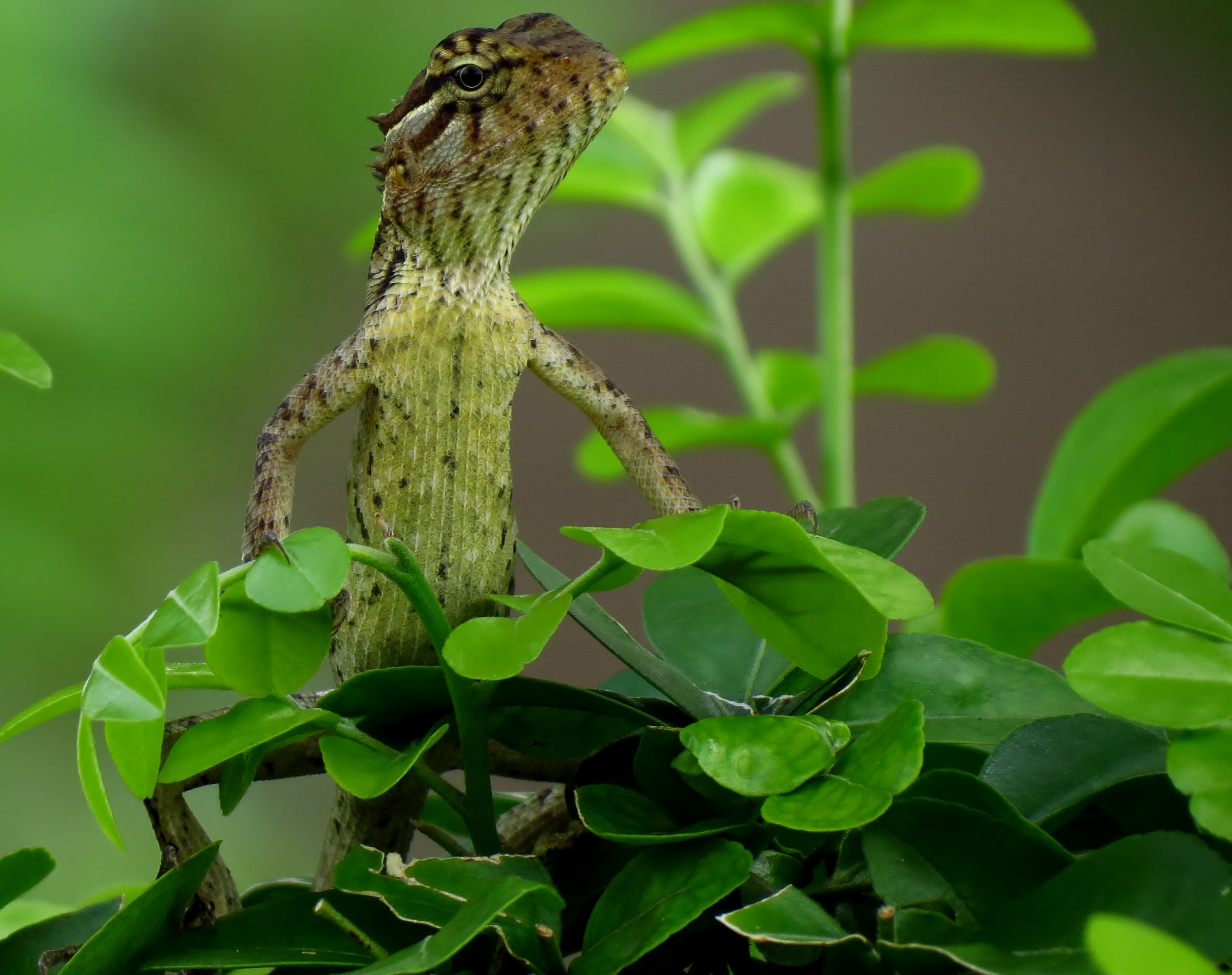 brown lizard on green leaf plant