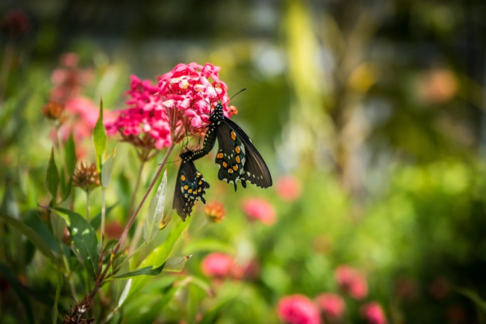 2 black swallowtail butterflies preview