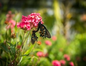 2 black swallowtail butterflies thumbnail