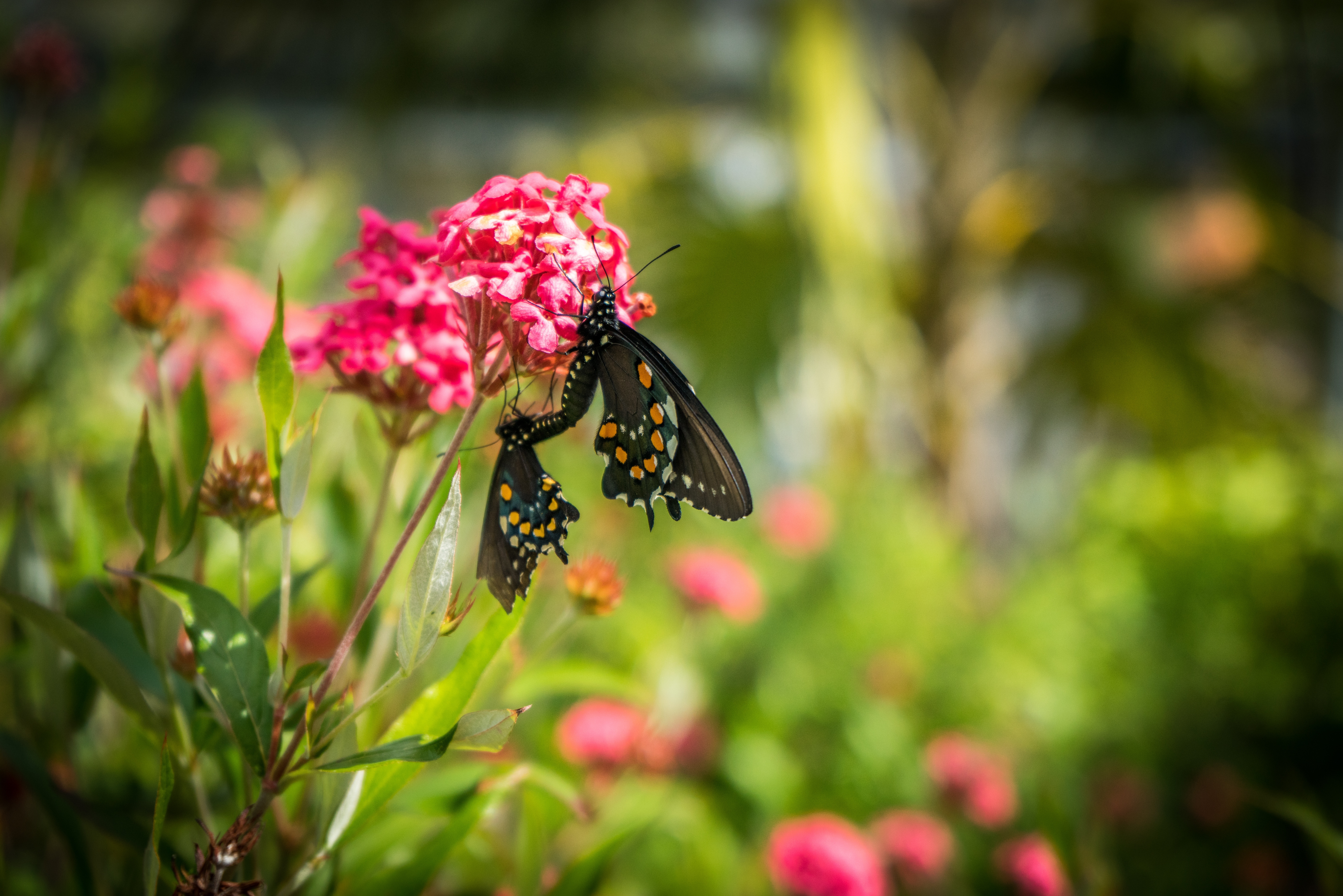 2 black swallowtail butterflies