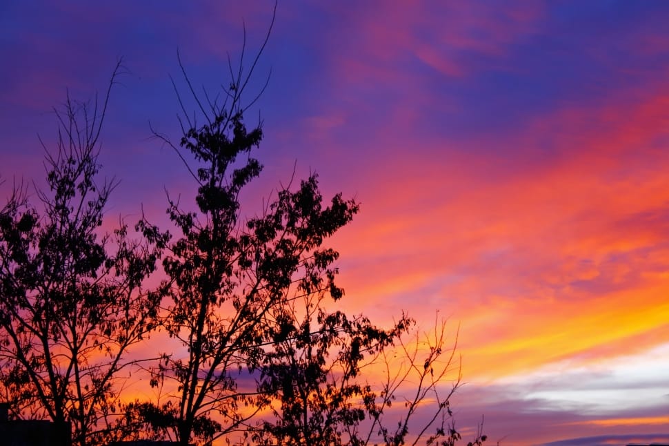 silhouette of trees preview