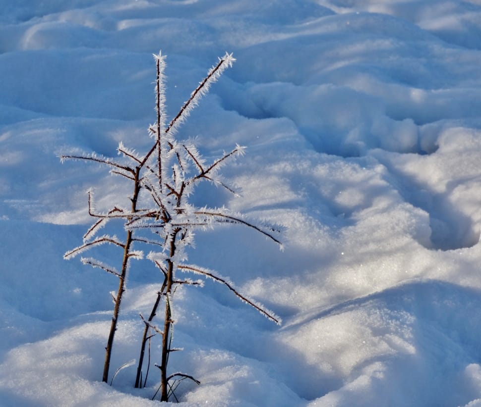 bare plant with snow preview