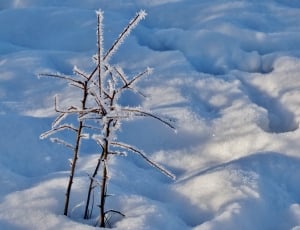 bare plant with snow thumbnail