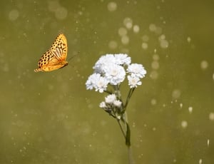 white chrysanthemums beside yellow butterfly thumbnail