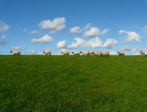 sheeps on field thumbnail