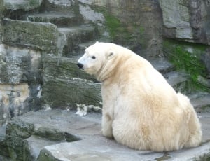 white polar bear on grey concrete ground thumbnail