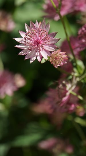 Pink, Tender, Garden Plant, Flower, flower, growth thumbnail