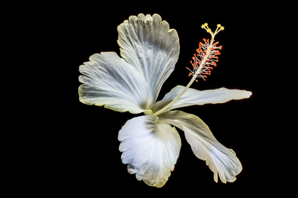white 5-petal flower preview