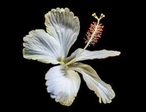 white 5-petal flower thumbnail