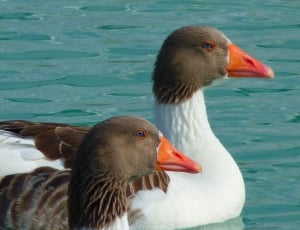 two gray and white duck on water thumbnail